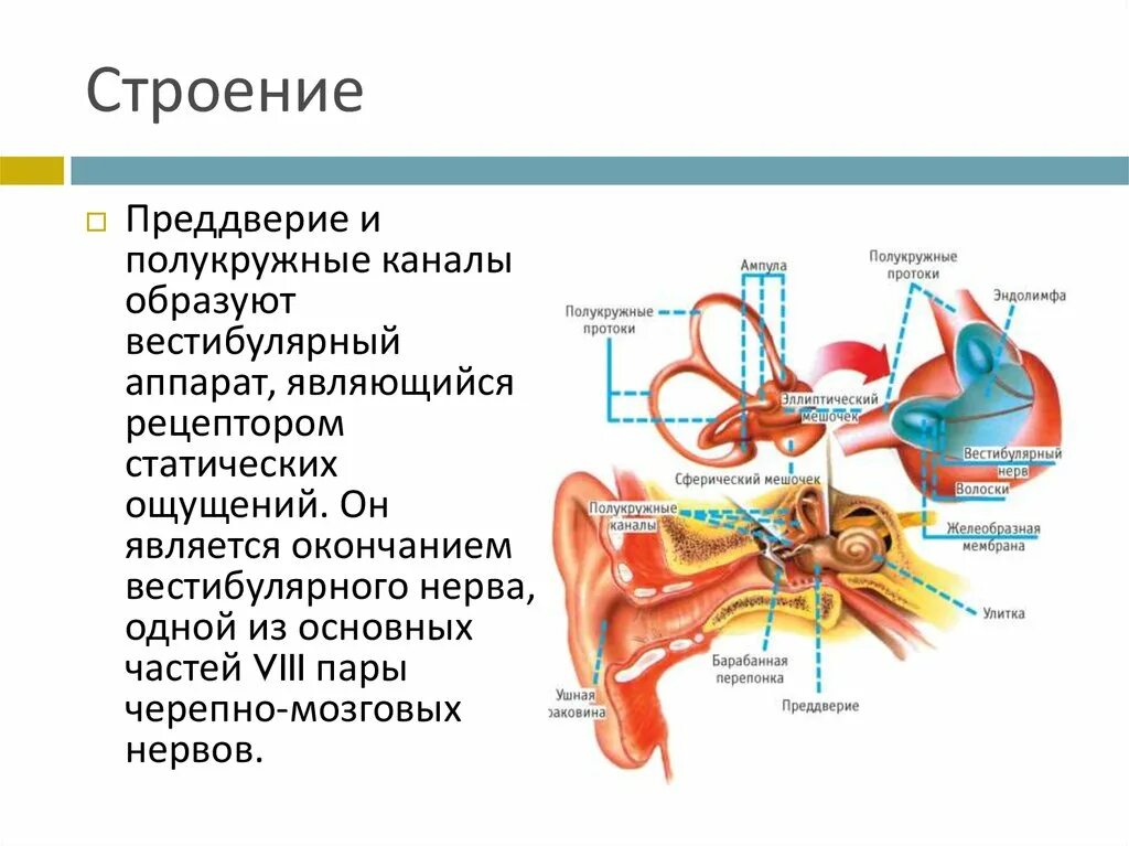 Строение преддверия вестибулярного аппарата. Вестибулярный аппарат полукружный канал ампула. Строение преддверия и полукружных каналов. Строение полукружных каналов вестибулярного аппарата. Строение вестибулярного нерва