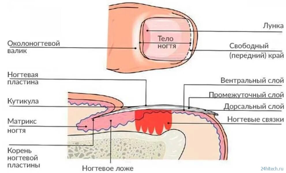 Корни ногтей находятся. Схематическое строение ногтевой пластины. Строение ногтевой пластины слои. Срез кутикулы аппаратом схема. Строение ногтевой пластины схема слои.