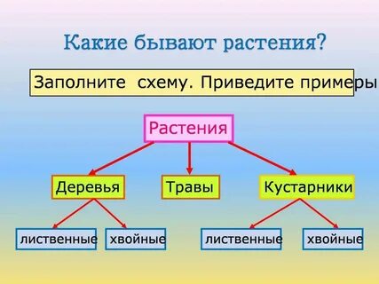 Какие цае