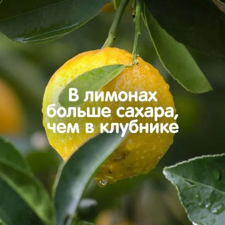 Вес 1 лимона. В лимонах больше сахара. Сахара лимон. В лимоне больше сахара чем в клубнике. Вес лимона.