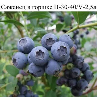 Сорт голубики блюэтта