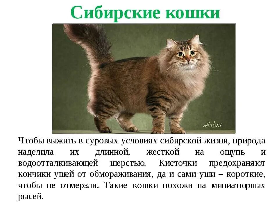 Описание домашнего кота 2 класс. Породы кошек информация. Доклад про кошек. Презентация про кошек. Рассказ о сибирской кошке.