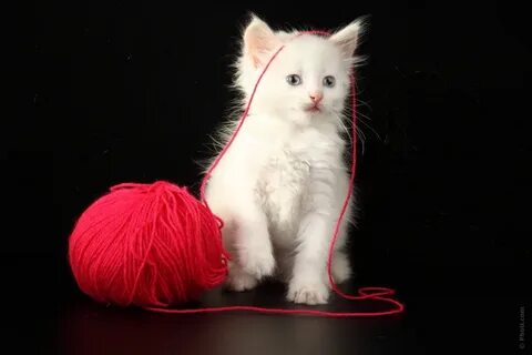 Белый кот на красном фоне