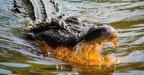 Отбивался от крокодила