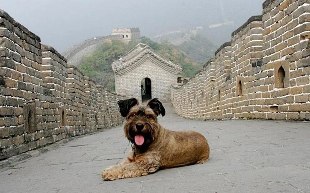 Город где снимали пса. Пес-путешественник Оскар. Собака путешественник. Оскар собака. Оскар порода собаки.