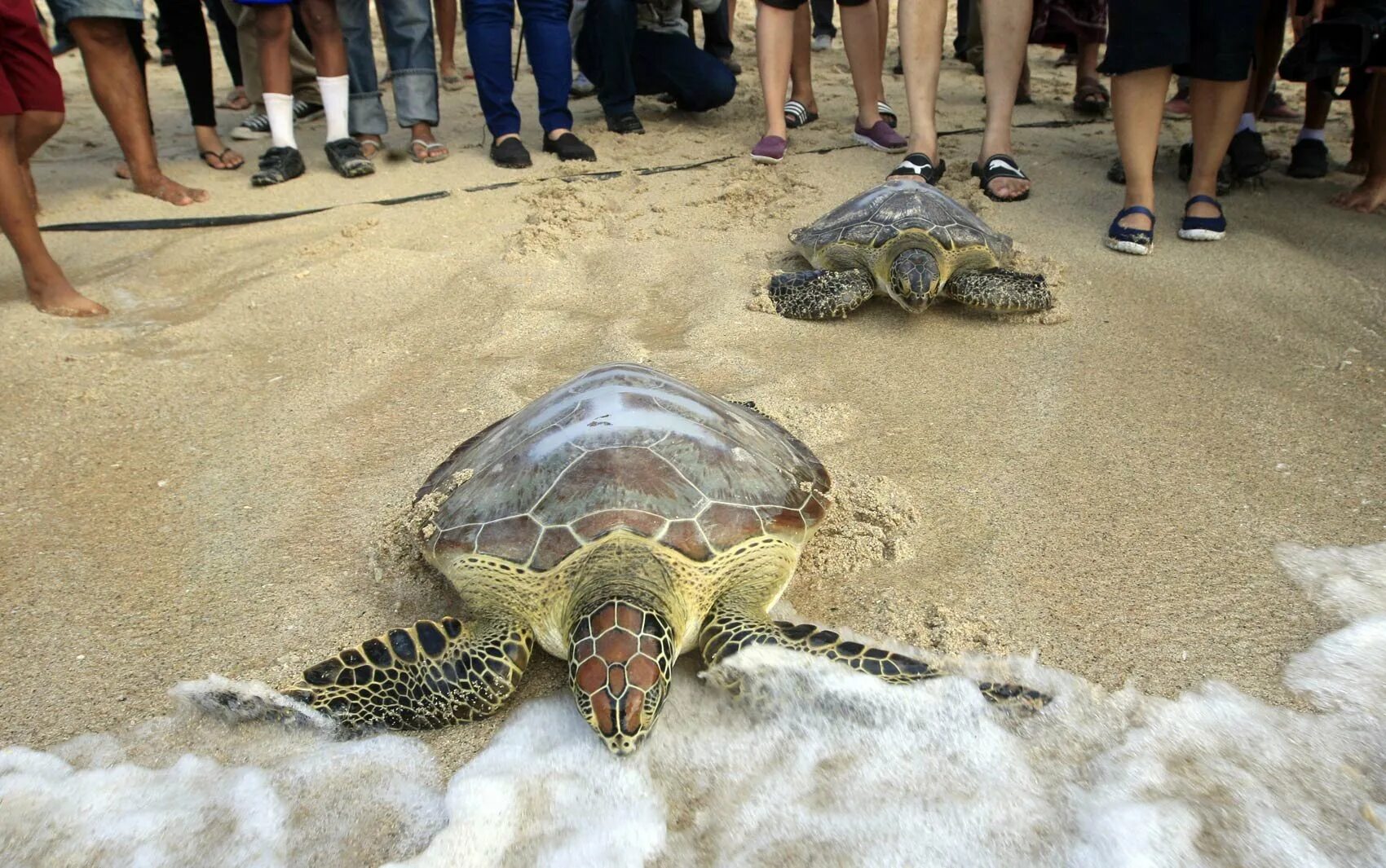 Make the turtle