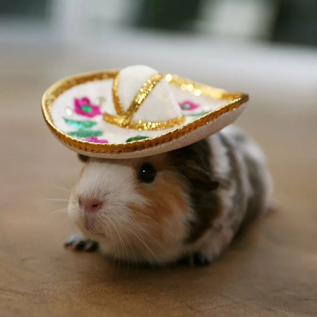 Sad hamster violin hamster. Морская Свинка Мексиканская. Животные в шляпах. Хомячок в шляпе. Морская Свинка в шляпке.