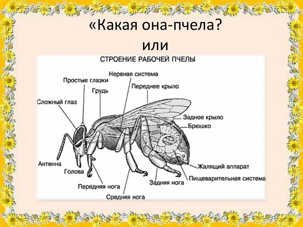 Внутреннее и внешнее строение пчелы. Строение пчелы медоносной. Внешнее строение пчелы. Строение туловища насекомых пчела. Строении тела насекомого пчелы.