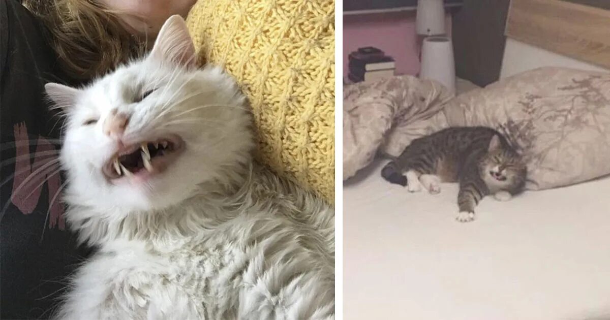 Кот чихает много раз. Чихающие коты. котик чихнул. кот хочет чихнуть. кот чихает мем.