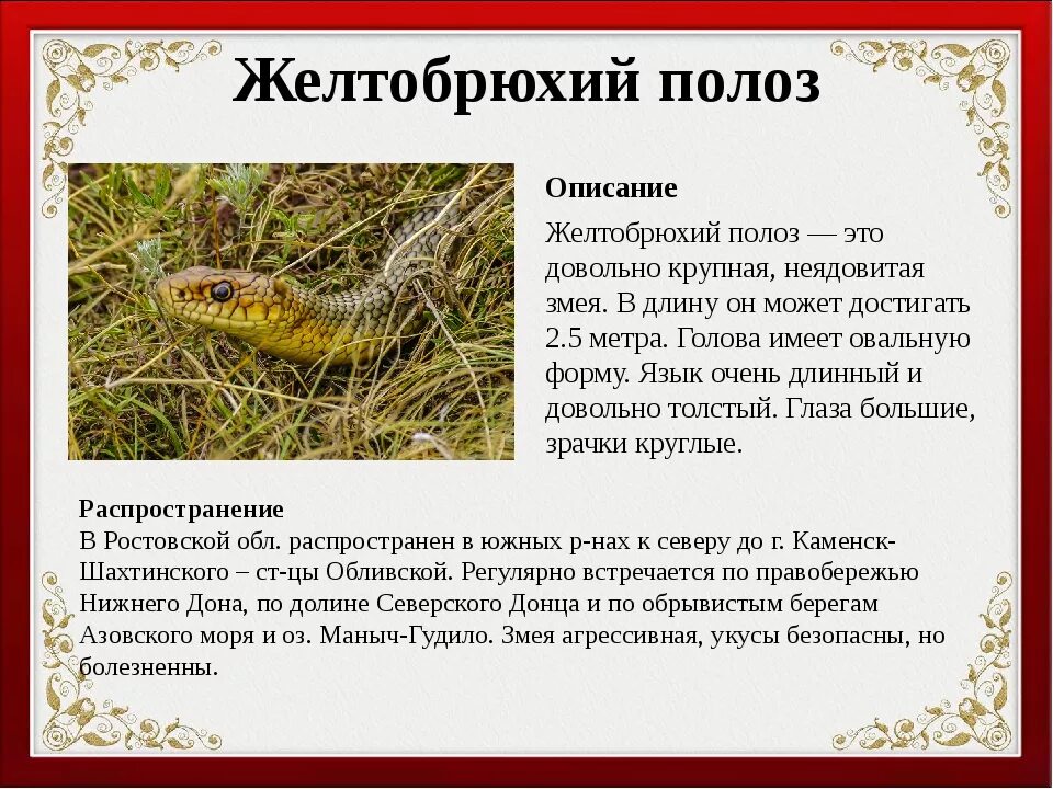 Полоз змея желтобрюхий. Желтобрюхий каспийский полоз. Желтобрюхий полоз фото и описание. Желтобрюхий полоз фото и описание. Желтобрюхий полоз ареал.