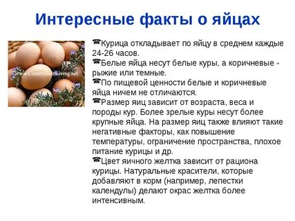Как ухаживать за яйцом курицы