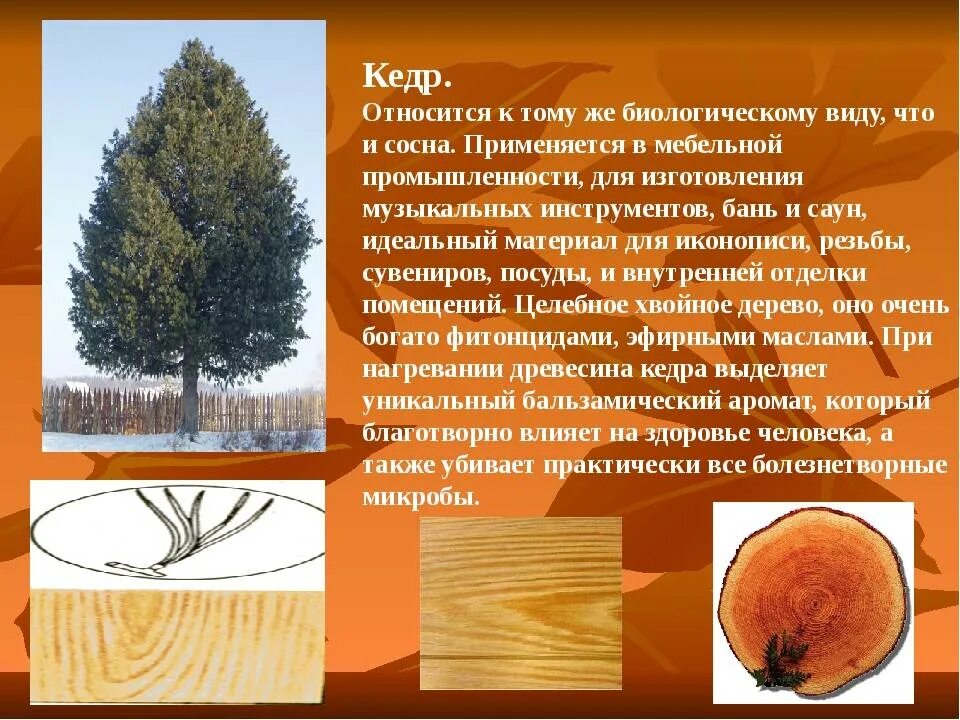 Значение слова кедр. Сосна Кедровая структура древесины. Кедр Сибирский древесина. Свойство кедровой породы древесины. Кедр древесина в разрезе.