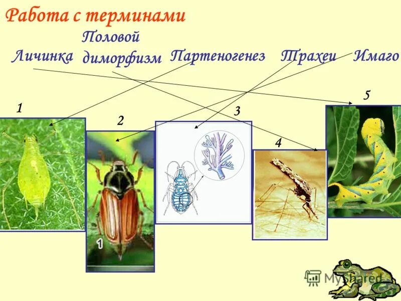 Имаго. Имаго это в биологии. Имаго личинка личинки. Имаго животные. Взрослое насекомое имаго.