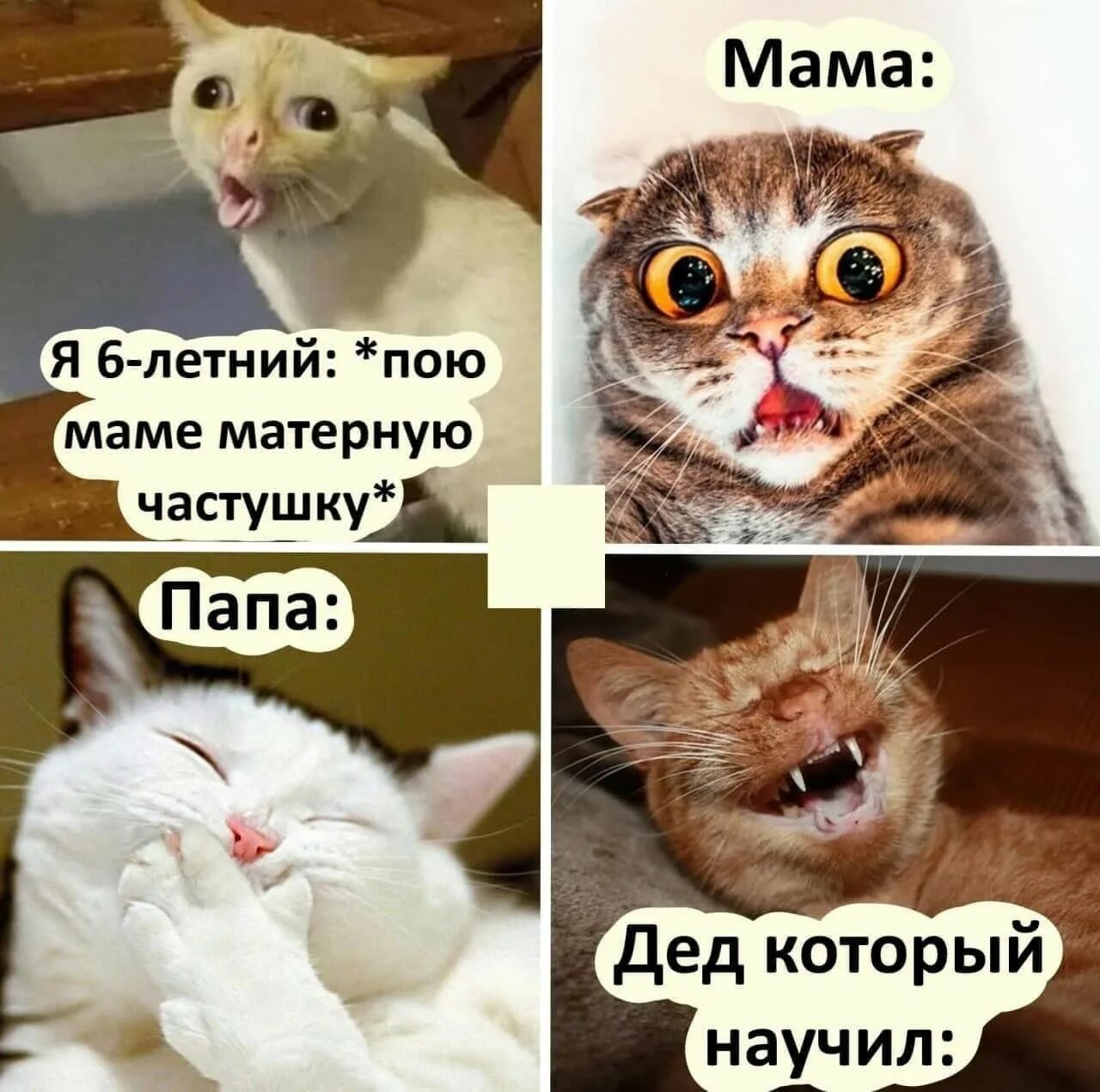 Матерные мемы с котами. Коты мемы 2021. Я пою матерную частушку. Я для мамочки пою