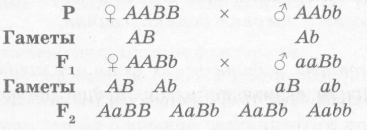 AABB гаметы. Типы гамет AABB. Гаметы генотипа AABB. Гаметы организма AABB.