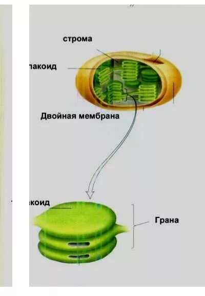 В строме хлоропластов протекает. Фотосинтез мембрана тилакоида. Тилакоид фотосинтез. Строма хлоропласта фотосинтез. Синтез в хлоропластах.
