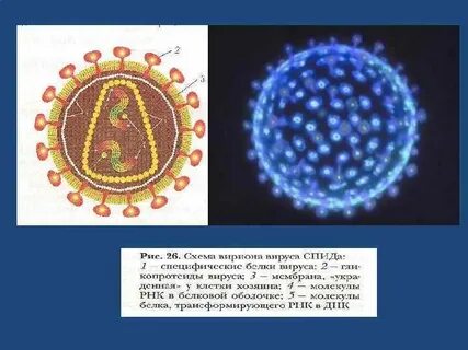 Вирусная частица