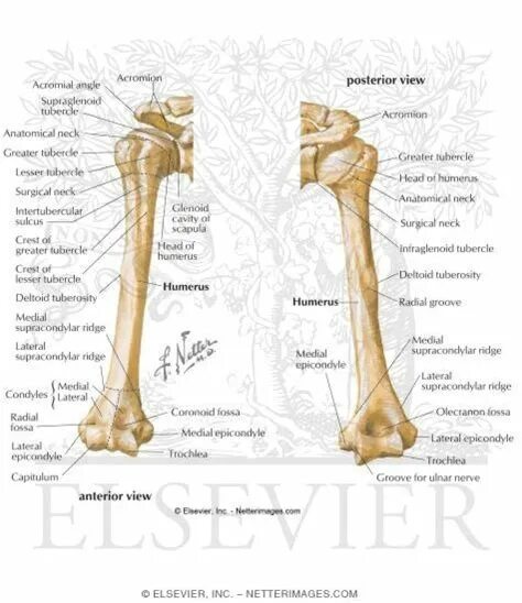 Плечевая кость латынь. Humerus анатомия. Плечевая кость на латыни. Остеология анатомия. Головка мыщелка плечевой кости, Capitulum Humeri.