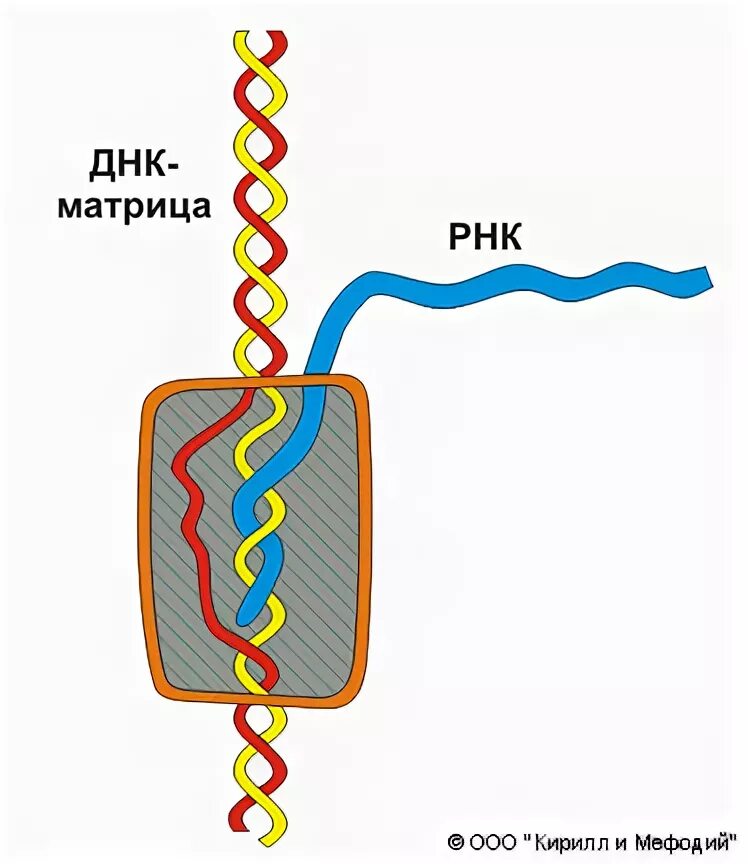 Матричная днк начинается. Матричная ДНК. Генетическая матрица. DNA Matrix. Ревертаза.