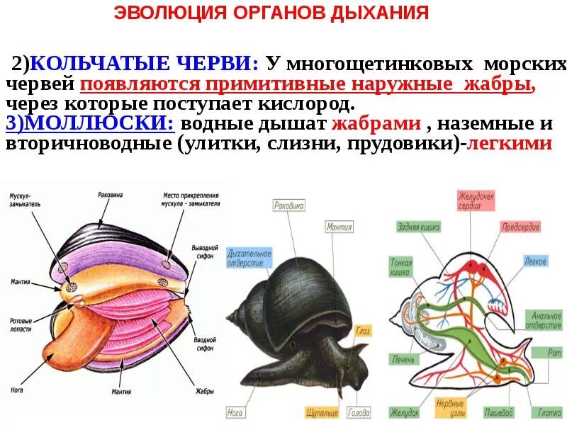 Органы дыхания моллюски членистоногие. Эволюция систем органов беспозвоночных животных. Сравнительная характеристика моллюсков таблица 7 класс биология. Органы дыхания моллюски членистоногие. Дыхательная система членистоногих ракообразных.
