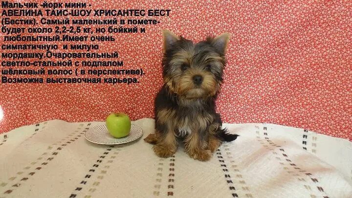 Йорк 4 месяца фото мини Мини мальчик йорк, 4 месяца " EliteDoggy элитные собачки пород йоркширский тер