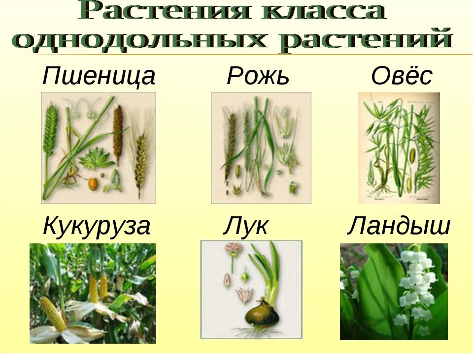 Примеры однодольных растений 7 класс. Двудольные травянистые растения. однодольные травы. семейства однодольных растений примеры. одноодомные растения.
