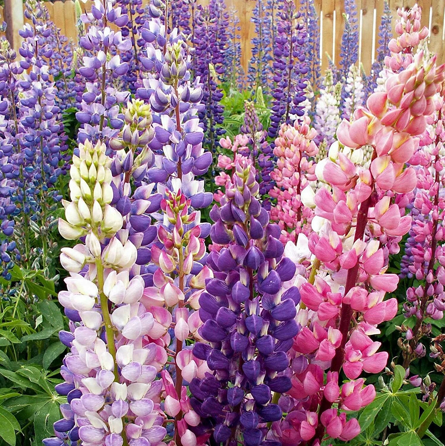 Люпин многолистный Lupinus polyphyllus. Люпин многолистный Руссель. Люпин многолистный Рассела. Люпин многолетний графиня. Люпин многолетний фото