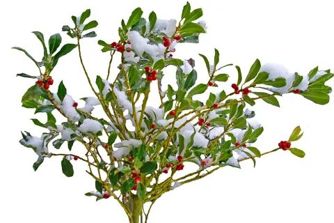 Ветки кустарников