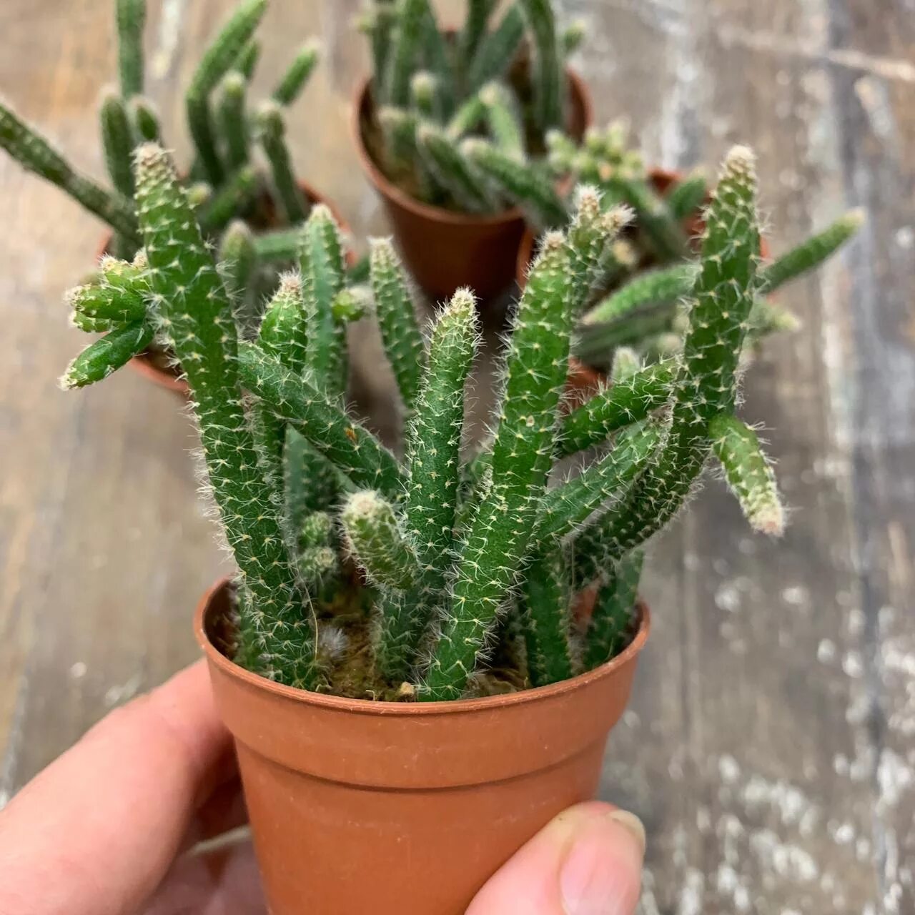 Cactus pro 02b. Рипсалис хоррида. Рипсалис baccifera. Rhipsalis baccifera 'horrida'. Rhipsalis baccifera рипсалис бассифера.