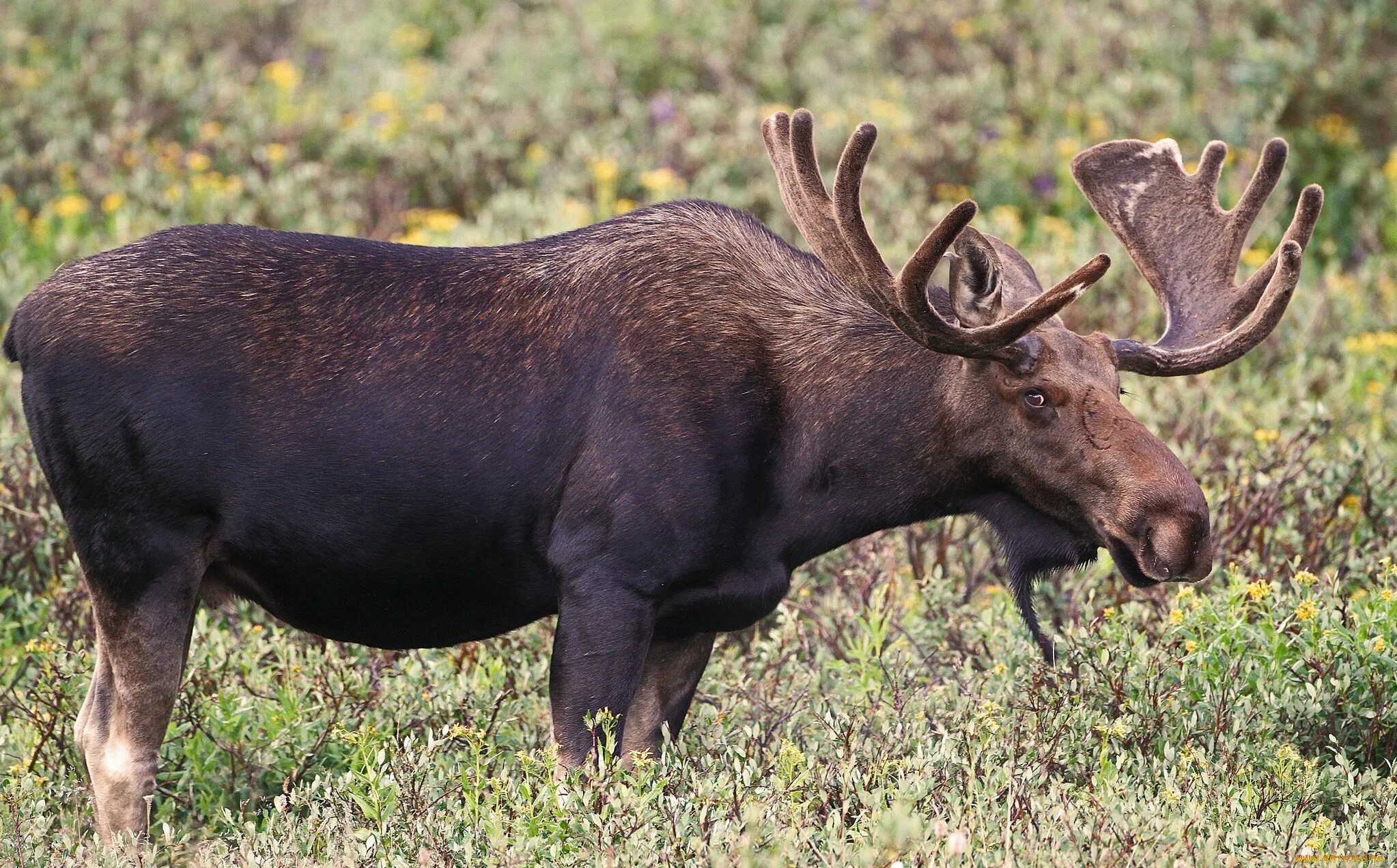 Какое среднее животное. Какое среднее животное. Индийский бык гаур. Какое среднее животное. Какое среднее животное.
