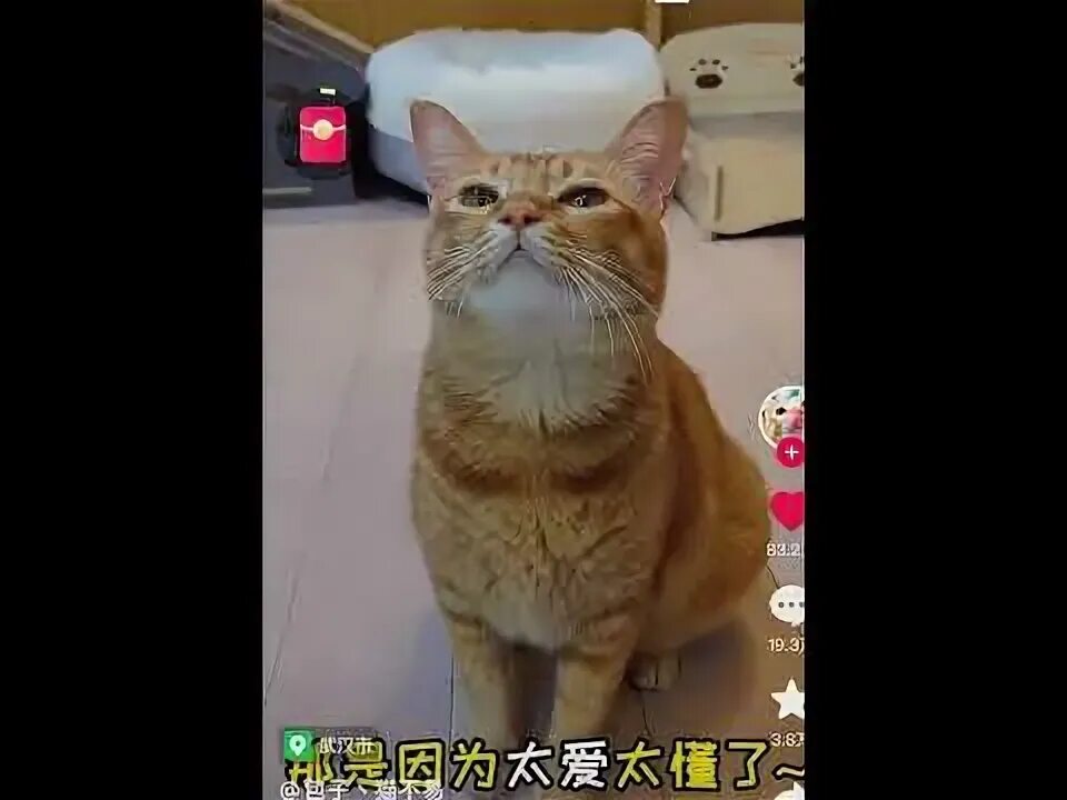 Мем с котом который поет на китайском Кот поп
