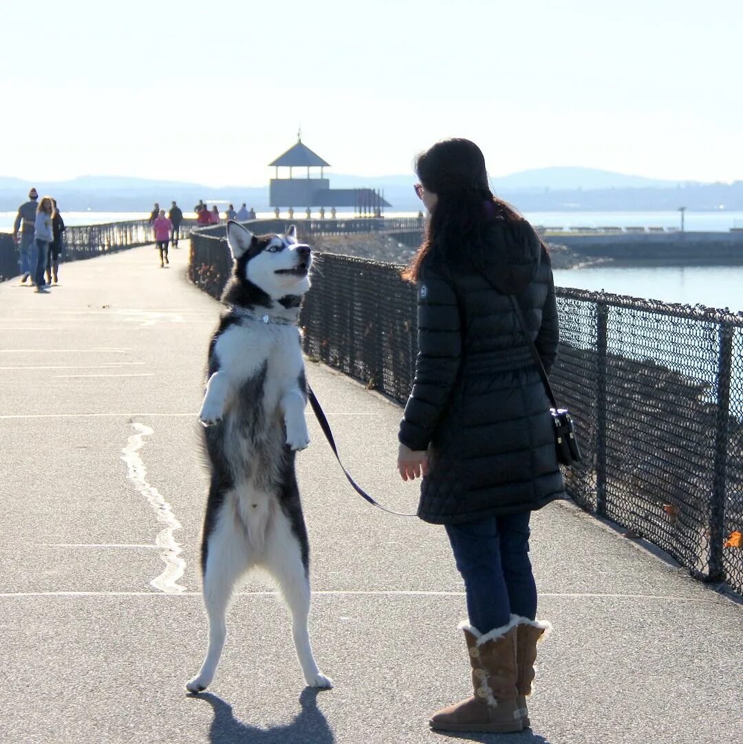 Friend likes to walk. Хаски на задних лапах. Собака на задних лапах перед человеком. Хаски стоит на задних лапах.