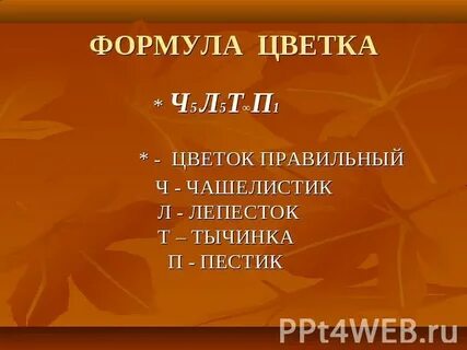 Ч0л 5 т 5 п1