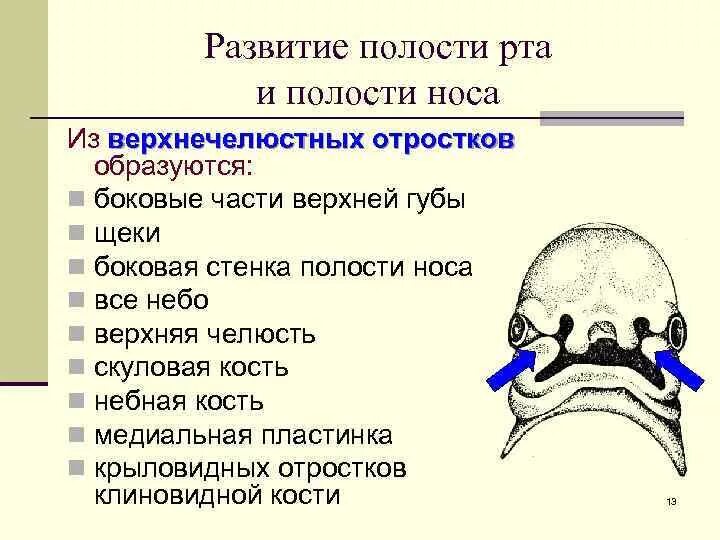 Носовая полость ротовая полость. Формирование первичной ротовой полости (ротовой бухты).. Развитие преддверия полости рта. Носовая и ротовая полость. Формирование носовой полости.