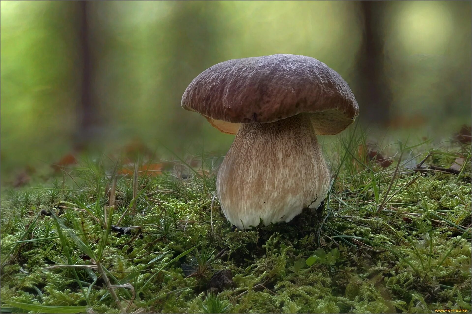 Гриб Боровик. Белый гриб Боровик. Боровик беловатый. Боровик гриб фото. Белый гриб в природе