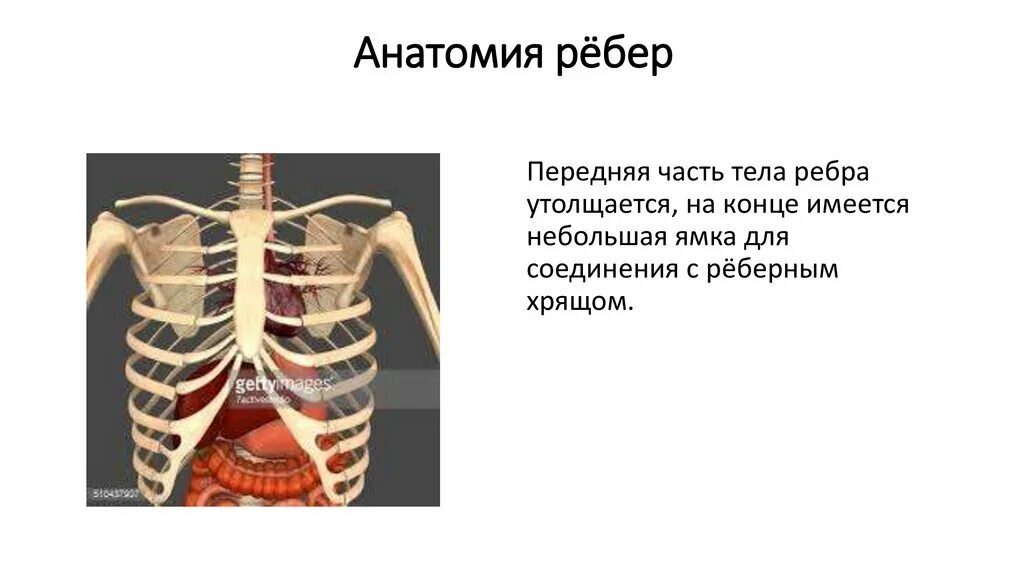 Сколько ребер в теле