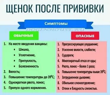 Можно ли гулять без прививки от бешенства