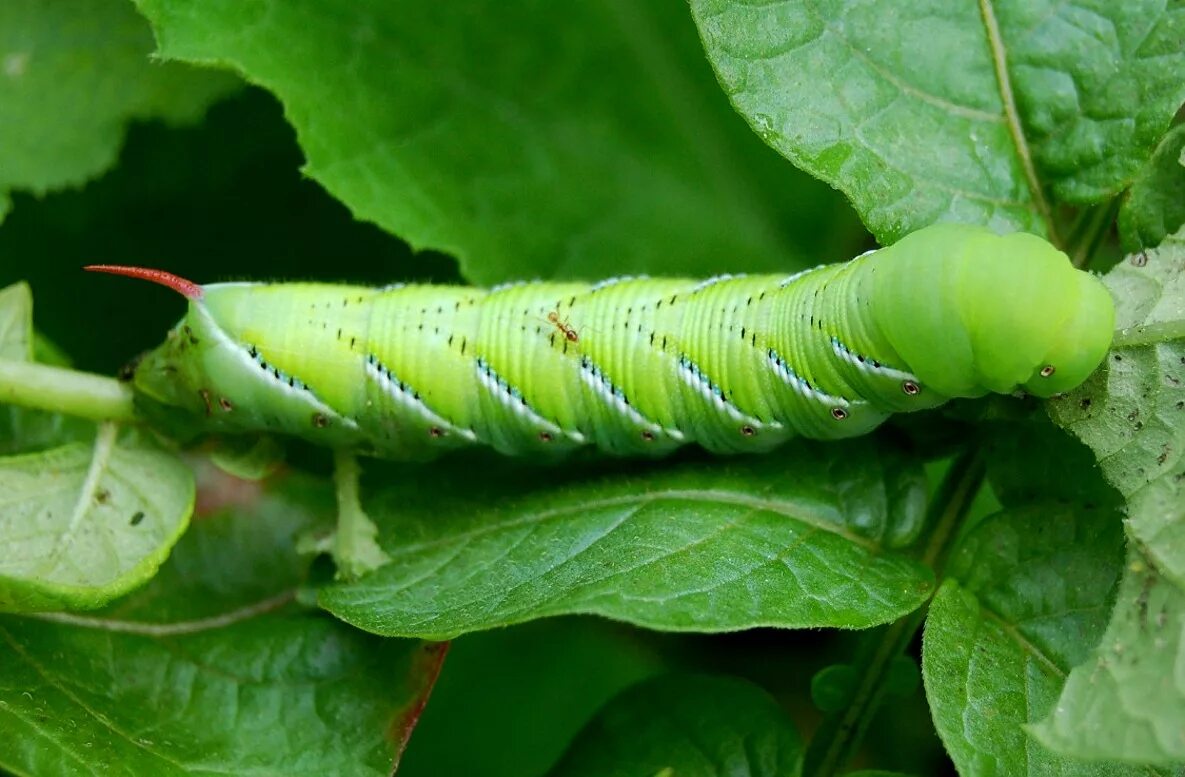 Tập tin:Ambulyx pryeri (Sphingidae).jpg - Wikipedia tiếng Việt