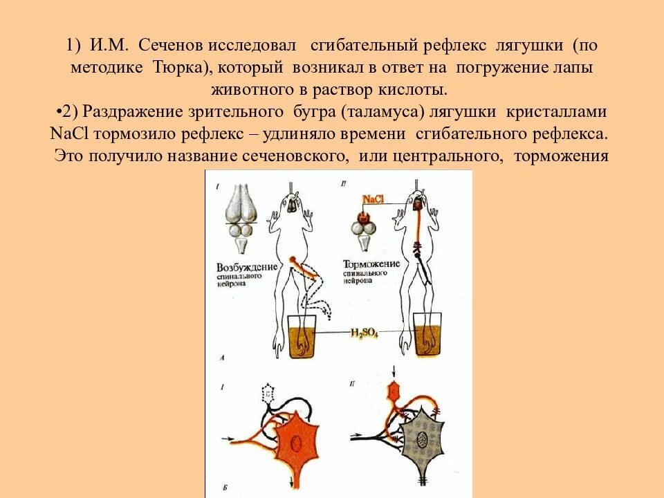 Экспериментатор изучал влияние условий выращивания. Сеченов рефлекс тюрка. Рефлексы лягушки по Сеченову. Опыт Сеченова торможение. Определение соматического рефлекса по тюрку.