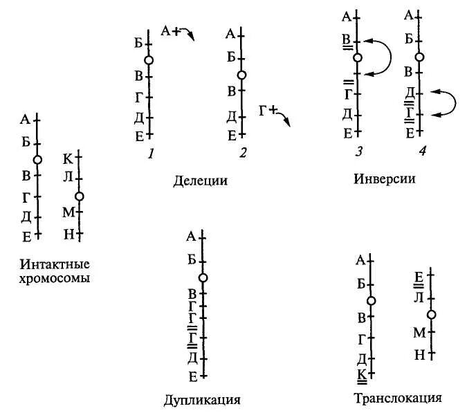 Транскрипция мутация. Хромосомные мутации делеция. Хромосомные дупликации. Типы хромосомных аберраций. Хромосомные аберрации схема.