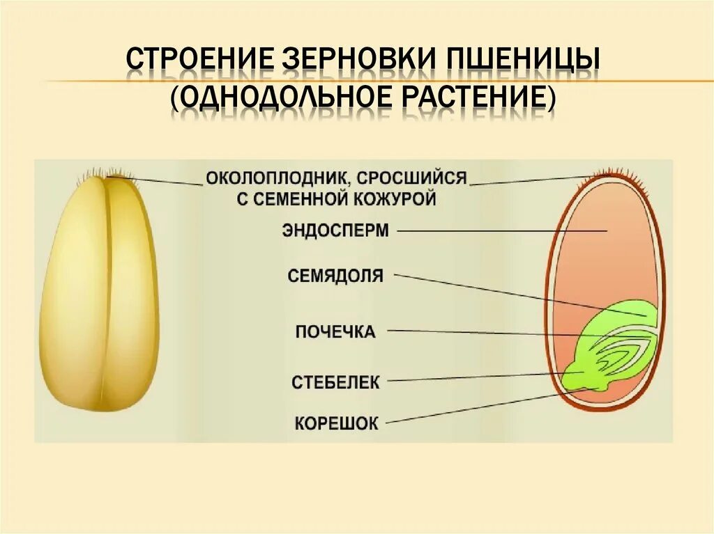 В семени пшеницы есть. Строение семени однодольного растения пшеницы. Строение семени зерновки пшеницы. Строение семян однодольных растений Зерновка пшеницы. Строение семени с эндоспермом у зерновки пшеницы.