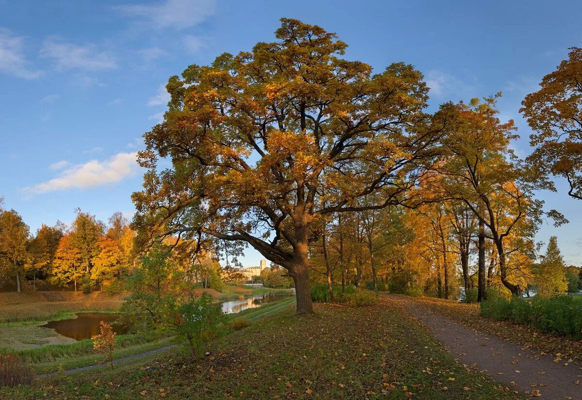 Дуб для презентации. Дуб осенний шоколадный. Лист дуба желтый. Предложения про дуб осенью. 2 предложения как выглядит дуб осенью.
