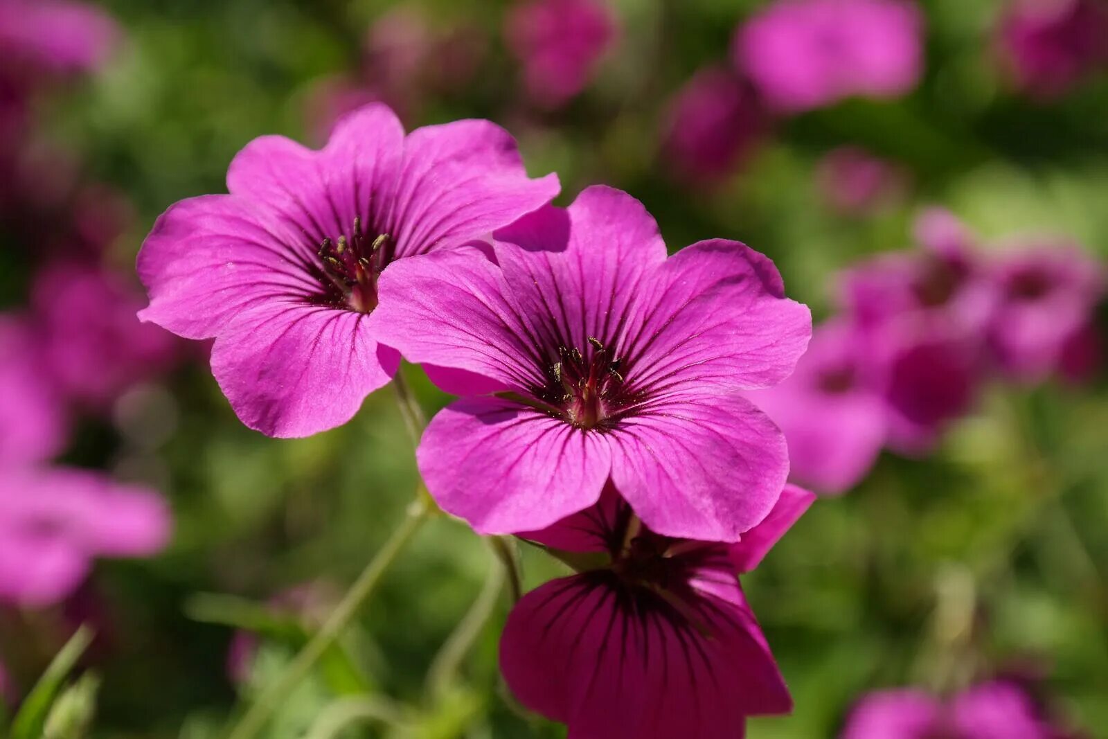 Герань Geranium Patricia. Герань гибридная 'Patricia'. Герань высокая