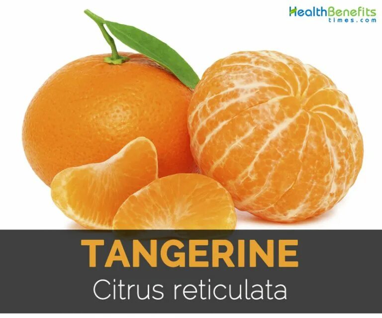 Katrin tangerine. Цитрус мандарин ретикулата. Orange and Tangerine. Tangerine vs Orange. Тангерин 02.