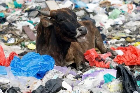 Съела пакет полиэтиленовый