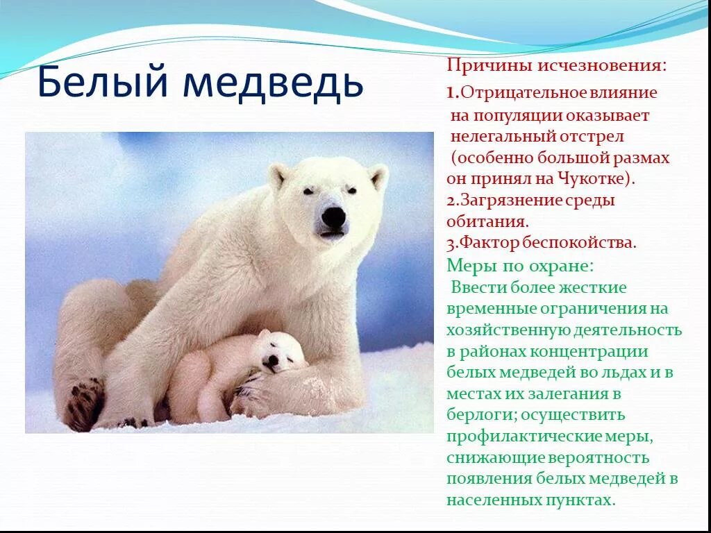 Почему мишка живет 1. Белый медведь описание. Причины исчезновения белых медведей. Доклад про белого медведя. Полярный медведь описание.