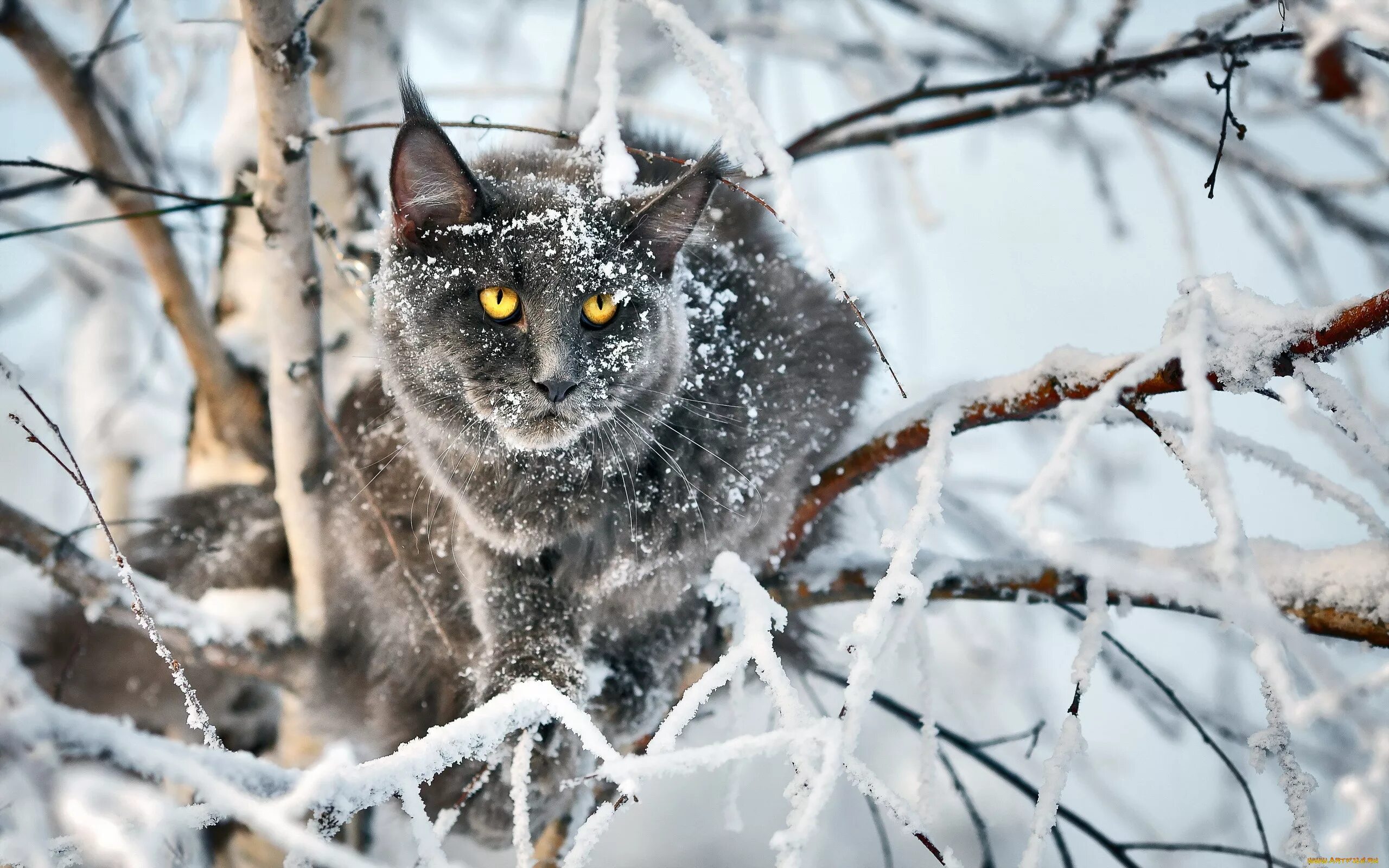 Картинки животных снег. Кот в снегу. Зимние котики. Кошки зимой. Животные в зимнем лесу.