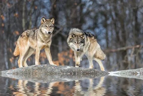 Author is Richard Rothstein and title is "Wolves"