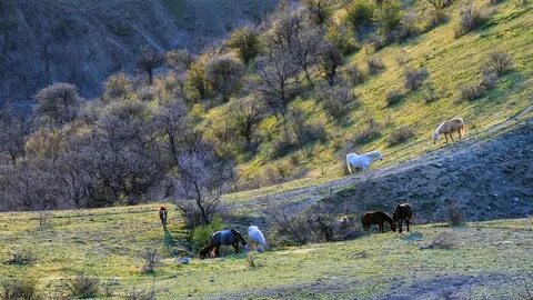 Животный заповедник крыма