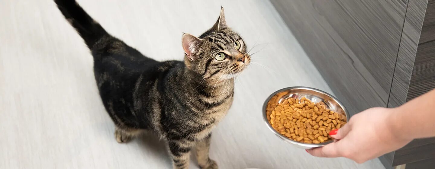 Feed your cat. Питание кошек. cat feeding. to feed the cat.